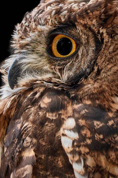 istock Close-up of an Eagle Owl (Bubo bubo) with beautiful feather details facing left. 1303113928