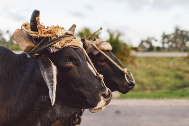 istock Close-Up Of A Cow 1303113955