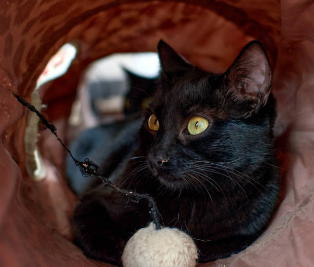istock A black cat lying inside a tube in a room 1303116457
