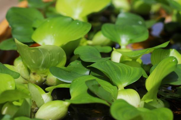 water hyacinth plants - water hyacinth water plant pond nobody imagens e fotografias de stock