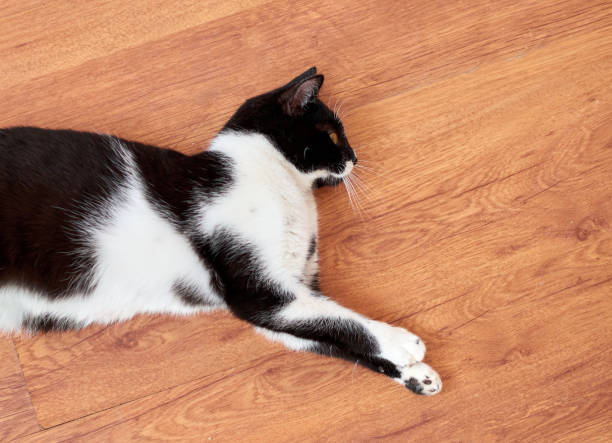 istock A black and white cat lying on a parquet floor 1303117144