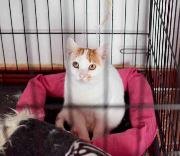 istock A cute white cat with ginger dots sitting on a textile inside a cage 1303118034