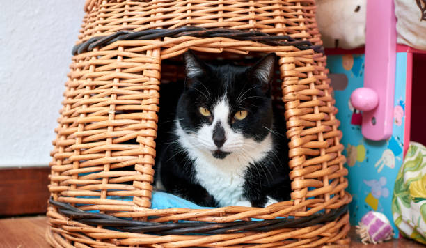 istock A black and white cat lying in a straw basket 1303119343