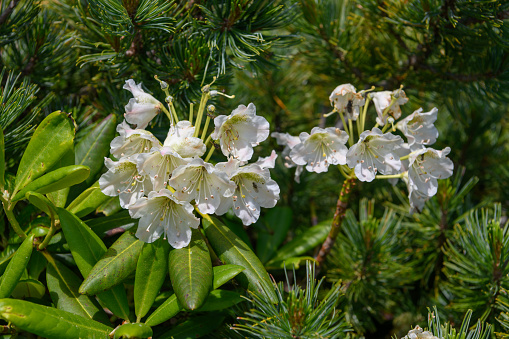 Alpine plants in Mount Kitadake ( Scientific name: Rhododendron brachycarpum ).Mount Kitadake is known as the second highest mountain in Japan.