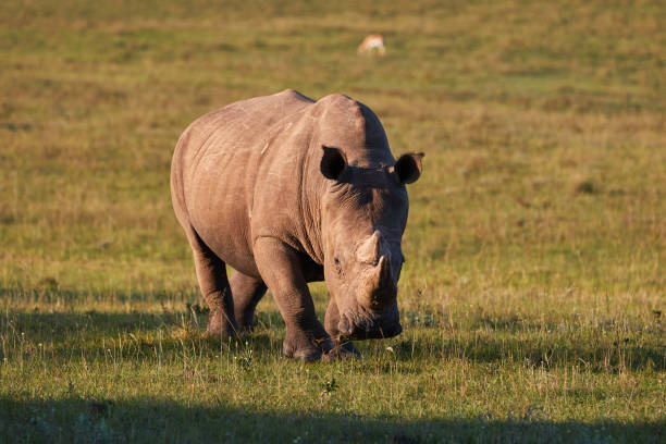 istock White rhino during sunset in South Africa 1303121730