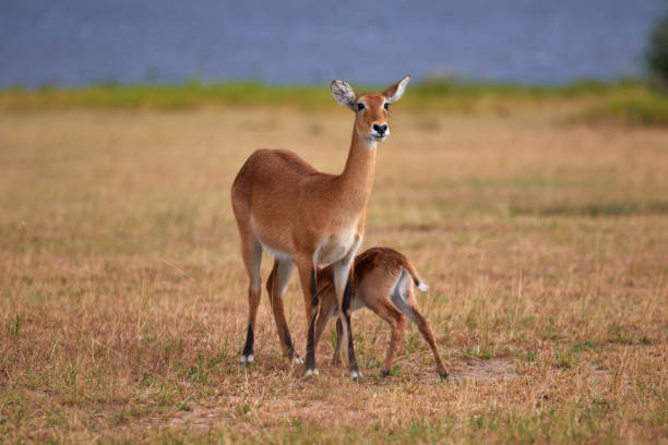istock Calf drinking by mother kob in Uganda 1303121857
