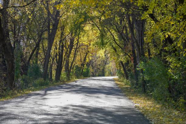 istock View of trees along a road in autumn 1303124333