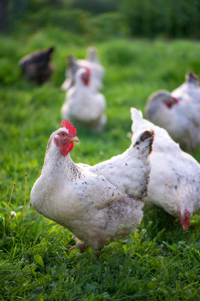 istock Rooster and Chickens. Free Range Cock and Hens 1303124451
