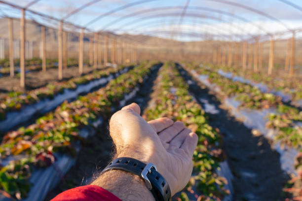Quality control of the agricultural crop. Cultivated land with high quality ecological strawberries. punto de vista de la mano que muestra un campo de fresas biológicas cultivadas. préstamo agrícola. campos agrícolas cultivados con nueva tecnología agrícola. subvenciones europeas en programas de ayuda que fomenten el desarrollo agrícola y las peque
