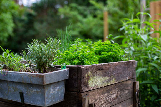料理のハーブ - oregano herb garden herb gardens ストックフォトと画像