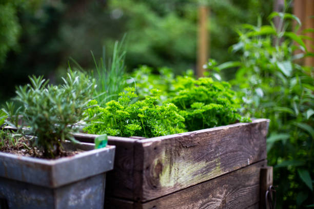 culinary herbs - oregano herb garden herb gardens imagens e fotografias de stock