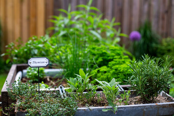 herbes culinaires - rosemary herb vegetable garden herbal medicine photos et images de collection