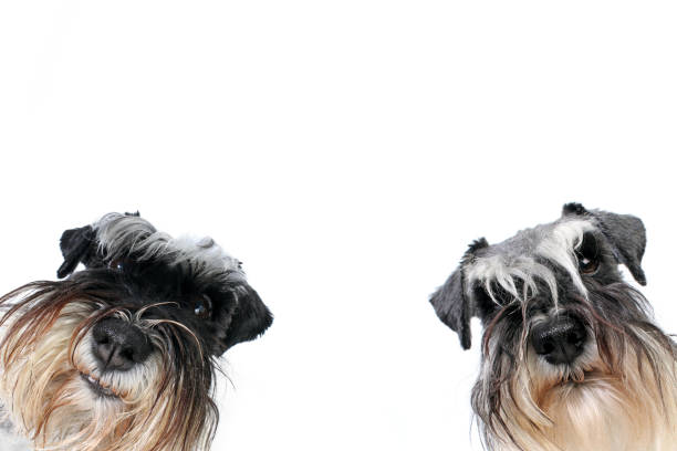istock miniature schnauzer dog looking up isolated on white background 1303128015