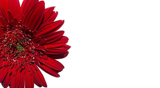 Close up Red Gerbera Flower isolated on white background empty copy space for text, spring season