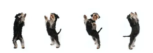 dancing dog miniature schnauzer in panoramic white background