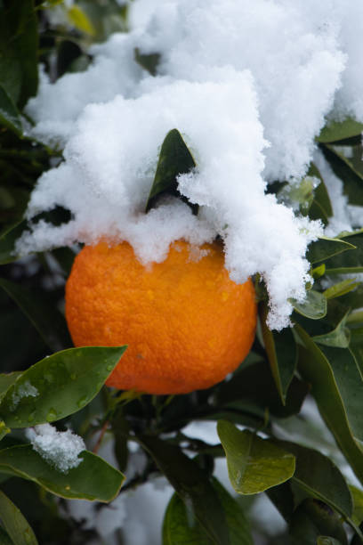 istock Orange tree during the Medea snowstorm in Athens, Galatsi 1303130220
