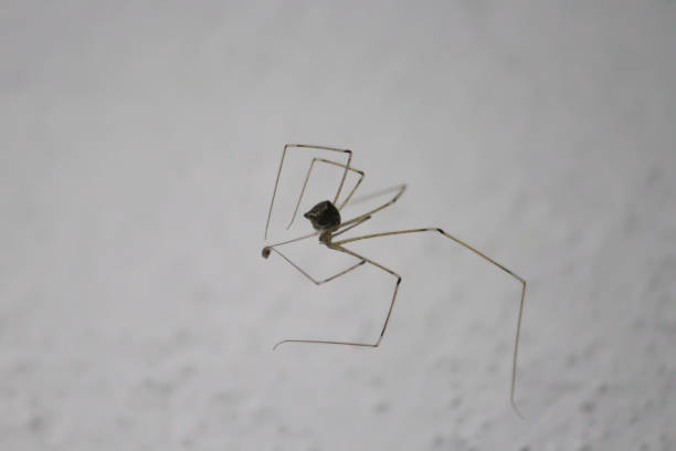 istock Macro shot of a spider 1303130835