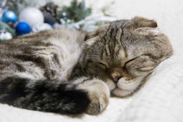 istock The cat sleeps on a white blanket. 1303131485