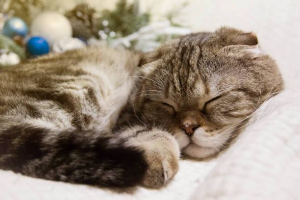 istock The cat sleeps on a white blanket. 1303131522