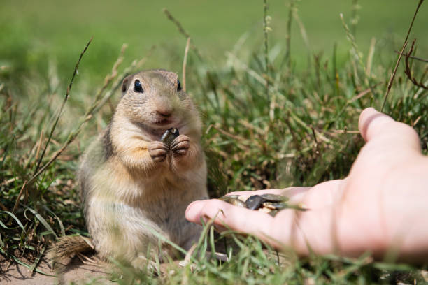 European ground squirrel eating seeds from hand at Muran plain, Slovakia