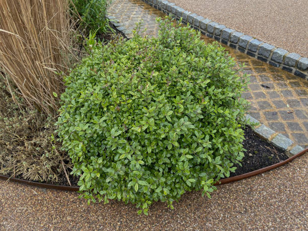Lush Green Winter Foliage on a Pittosporum Shrub (Pittosporum tenuifolium 'Golf Ball') Growing in a Water Garden in Rural Devon, England, UK Pittosporum tenuifolium is an Evergreen Shrub and Native to New Zealand pittosporum stock pictures, royalty-free photos & images