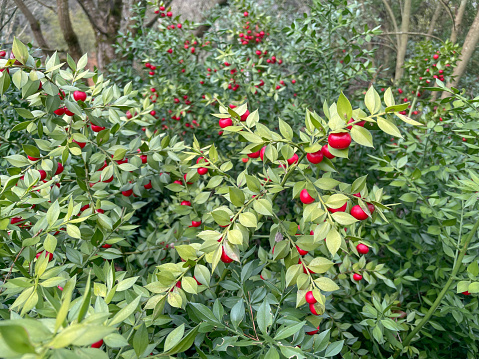 Butcher's Broom is an Evergreen Shrub that Has Red Berries in Winter