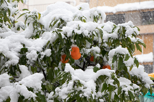 Orange tree during the Medea snowstorm in Athens, Galatsi