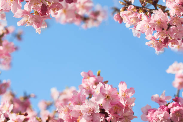 istock Cherry blossoms in full bloom on a blue sky background 1303131961