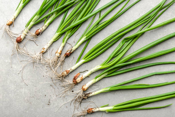 istock Fresh onion, green organic freshly harvested spring onions on bright background 1303132100
