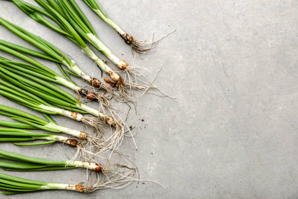 istock Bio organic vegetables. Freshly harvested spring green onion or fresh scallion. 1303132135