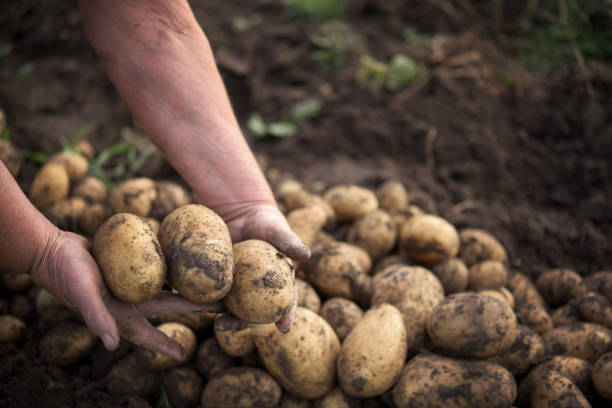 istock A farmer with dirty hands holds freshly picked potatoes 1303132856