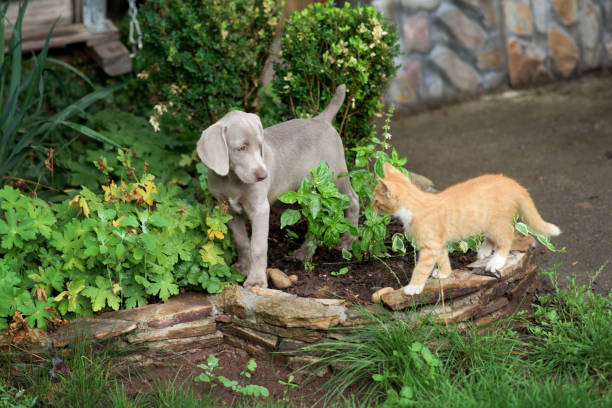 A small Weimaraner puppy plays with a little orange kitten
