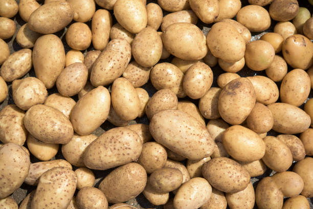 istock Freshly removed from the soil and washed potatoes 1303132955