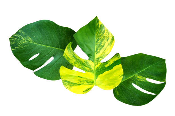 Monstera variegated leaf isolated on white background.
