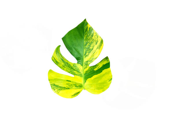 istock Monstera variegated leaf isolated on white background. 1303133391