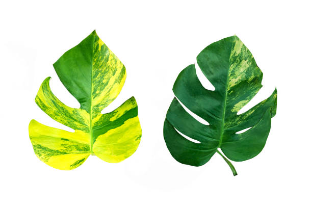 istock Monstera variegated leaf isolated on white background. 1303133394