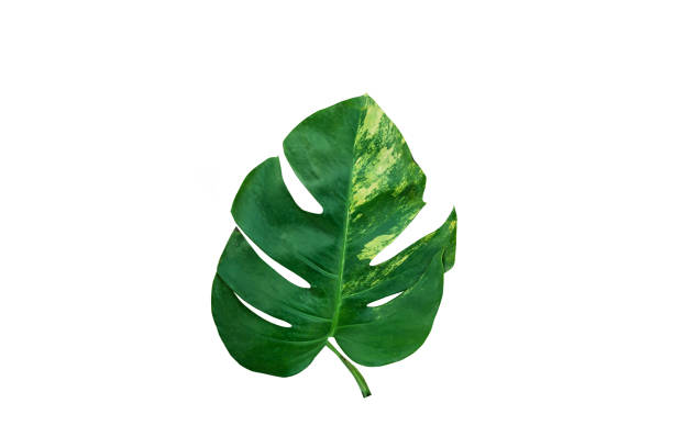 istock Monstera variegated leaf isolated on white background. 1303133586