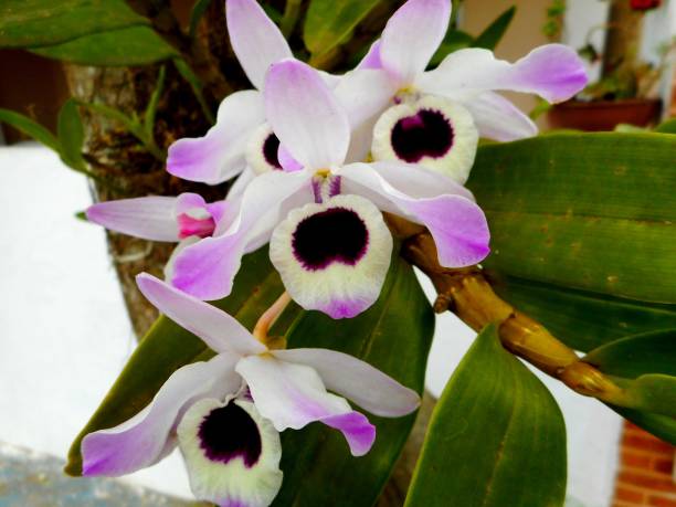 istock orchid flower plant 1303135526