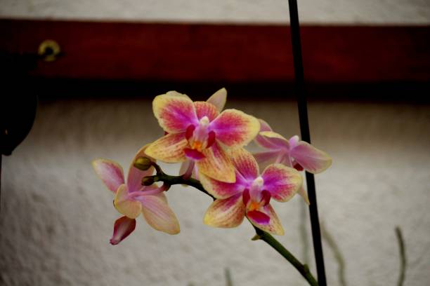 istock orchid flower plant 1303135527