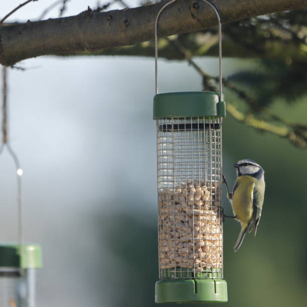 istock Local Uk  Garden Birds 1303135707