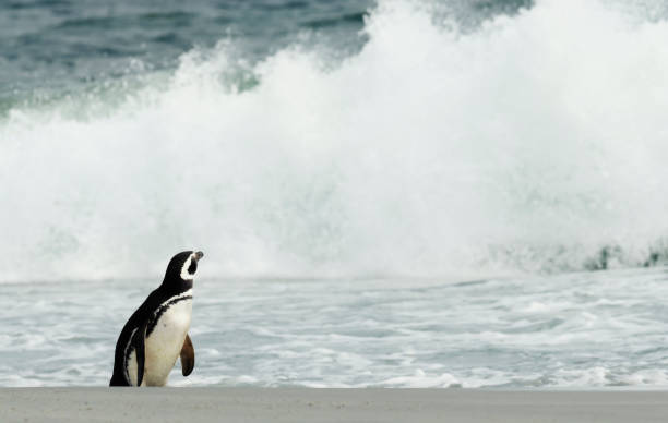 istock Magellanic penguin standing on a sandy beach and watching stormy ocean 1303135930