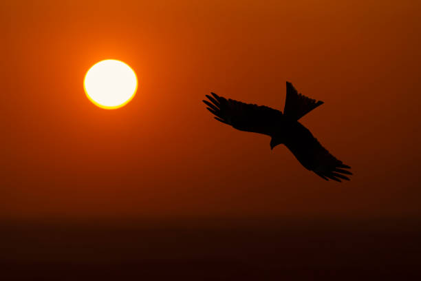 istock Silhouette of a red kite in flight at sunset 1303135947