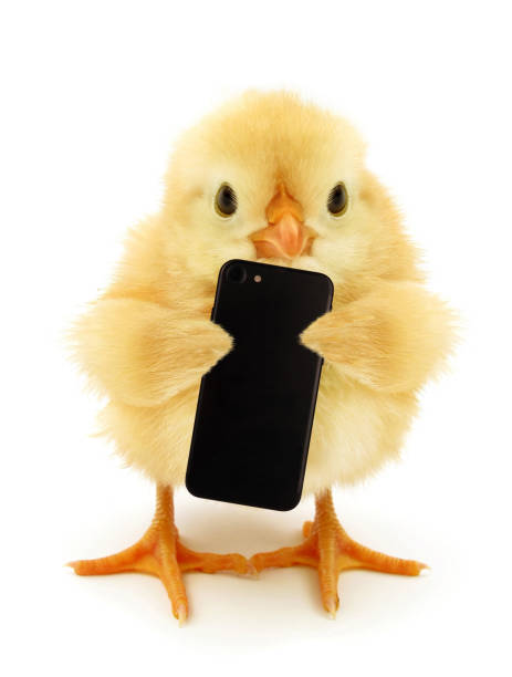 Cute chick is holding cell phone funny conceptual photo stock photo