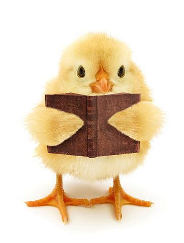 This is a chick, reading book and learning.