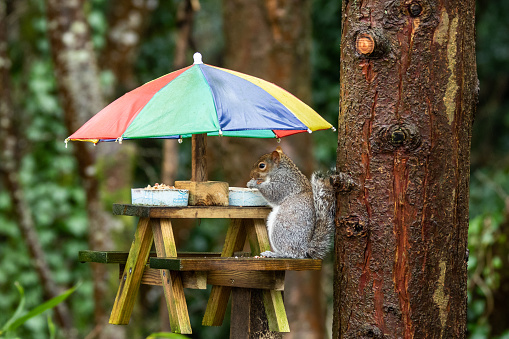 A Squirrel sits under a Umbrella at a Picnic table, sheltering from the wind and rain while it eats Peanuts in Cornwall UK.