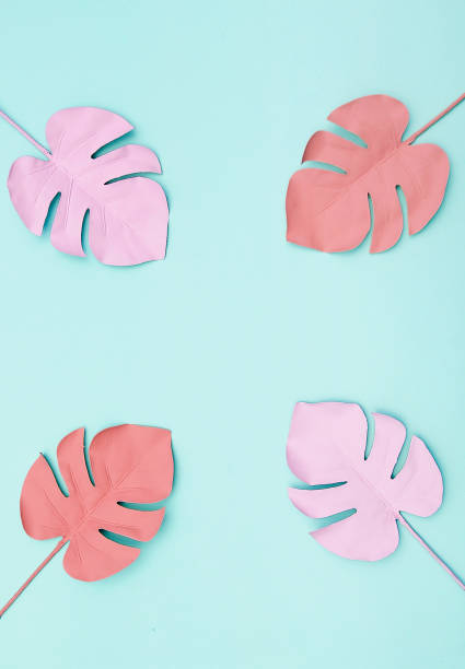 istock Tropical monstera leaves on colorful background. 1303137255