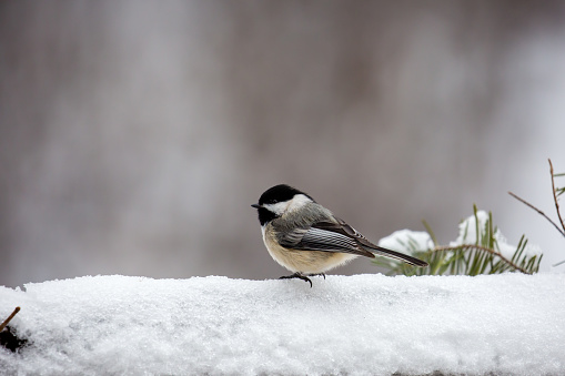 Red-breasted nuthatch in the boreal forest in winter.