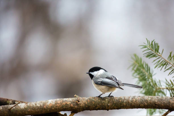 Black capped chickadee (Parus atricapillus) perched on a pine branch in February