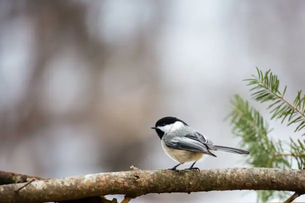 Photo of Black capped chickadee (Parus atricapillus) perched on a pine branch in February