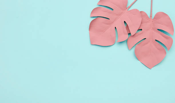 istock Tropical monstera leaves on colorful background. 1303139703